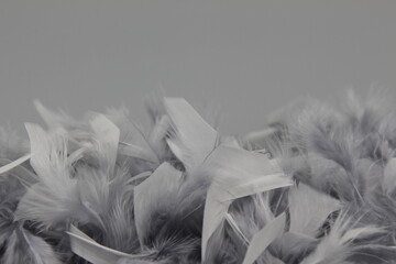gray feather boa on the gray background. copy space, monochrome 