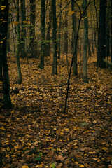 Young deciduous tree forest covered with dried yellow leaves. Autumnal view of a grove in Kampinos National Park, Poland. Selective focus on tree trunks, blurred background.