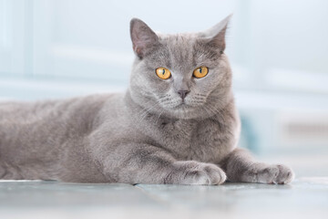 A young cute cat is resting on a wooden floor. British shorthair cat with blue-gray fur and yellow eyes