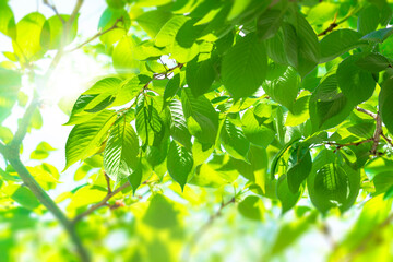 Fresh green background image with sunlight through the trees