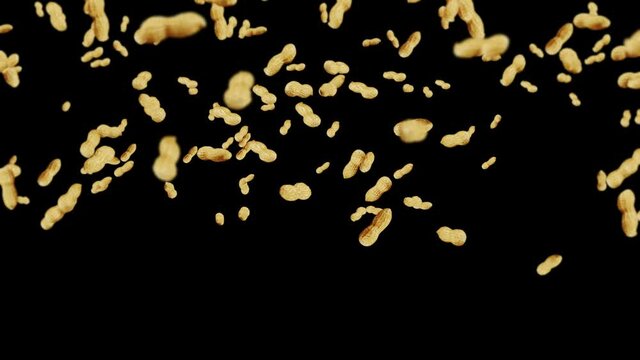 Flying many peanuts on black background. Raw peanuts. Groundnuts in shells. Healthy organic food. 3D loop animation of seed rotating.