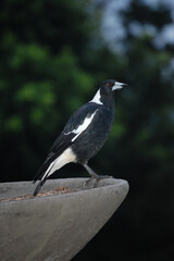 magpie