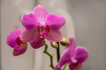 Close-up of three purple flowers on a branch of a beautiful Orchid on a window: tropical background with space for text in a minimalist style. Greeting card. Selective focus.