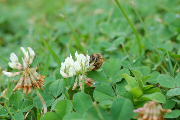bee on a clover flower