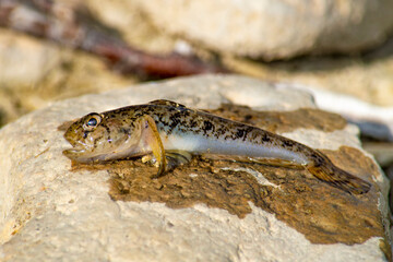 Fish bull goby rotan. Caught in the summer in the Crimea on the lake on a fishing rod.