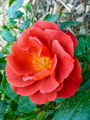 Rose Flower in Garden Park In Front Or Back Yard