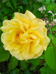 Rose Flower in Garden Park In Front Or Back Yard