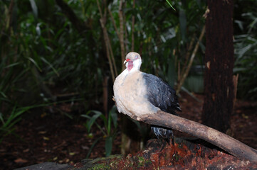 Obraz premium white-headed pigeon