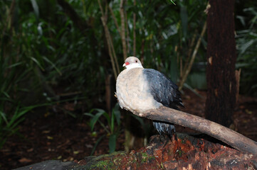 white-headed pigeon