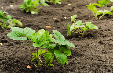 Seedlings of garden strawberries. Propagation of berry crops by rosettes. Gardening and gardening.