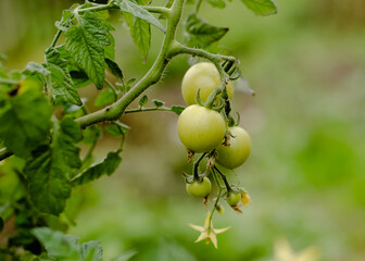 Green unripe tomato fruits hang on  tomato bush.  cultivation of vegetables.