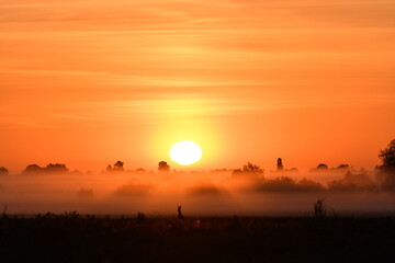 Obraz premium Morning sunrise in the fields with deer