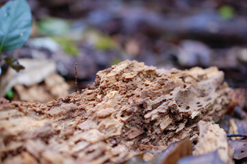 decaying forest timber