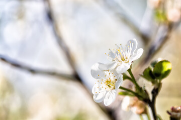 Two flowers of cherry on a light background
