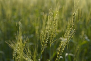 sunlight on green Wheatfield 