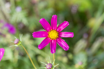 Close up of pink Garden Cosmos flower. Beautiful blossom with eight pink petals.