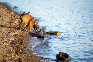 beautiful family pet dog explores the shoreline
