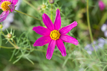 Macro of Garden Cosmos flower (latin name: Cosmos bipinnatus). Green, blurry background.
