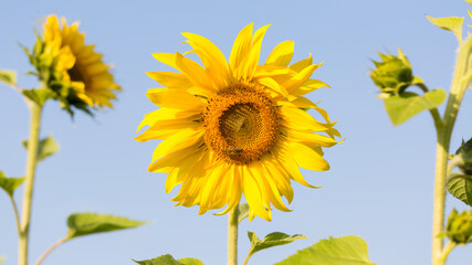 Blooming sunflower (latin: Helianthus). With blue sky in the background.