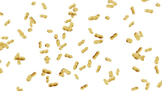Flying many peanuts on white background. Raw peanuts. Groundnuts in shells. Healthy organic food. 3D loop animation of seed rotating.