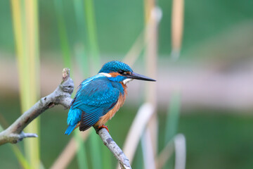 Eurasian kingfisher (Alcedo atthis) sitting on his perch in autumn.