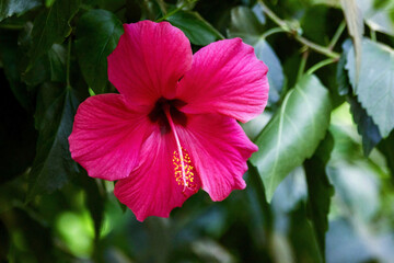 Bright pink tropical flower of purple hibiscus (Hibiscus rose sinensis) green leaves natural background. Karkade tropical garden. Hibiscus hawaiian plant growth in rainforest jungle foliage, sunlight