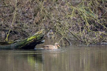 A mallard duck in a little pond called Jacobiweiher not far away from Frankfurt in Germany at a cold and day in winter.