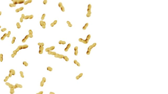 Flying many peanuts on white background. Raw peanuts. Groundnuts in shells. Healthy organic food. 3D loop animation of seed rotating.