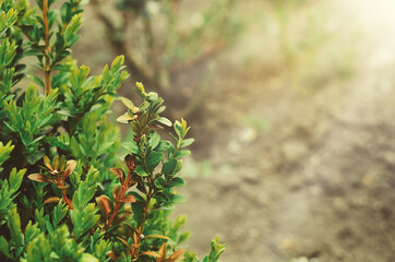 green boxwood leaves in the garden in spring and sunlight