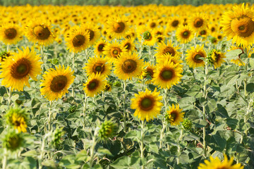 Obraz premium Beautiful sunflowers in spring field and the plant of sunflower is wideness plant in travel location.