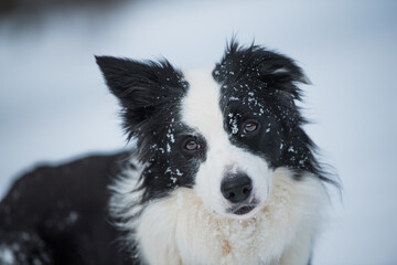 Border collie dog in winter landscape