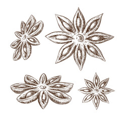 Star Anise hand drawn isolated on white. Aniseeds sketch collection in vintage engraved style. illustration. Spice, cooking and aromatherapy ingredient. great for food, drink and menu design.