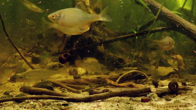 timid and careful wild juvenile common ruffe, European bitterling, ninespine stickleback eat frozen bloodworm and cyclops in European river biotope aquarium, wild captive fish