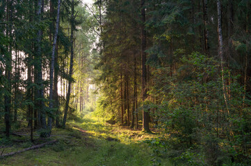 Obraz premium Sunbeams pour through trees in forest