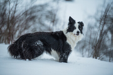 Border collie dog in winter landscape