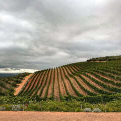 vineyards