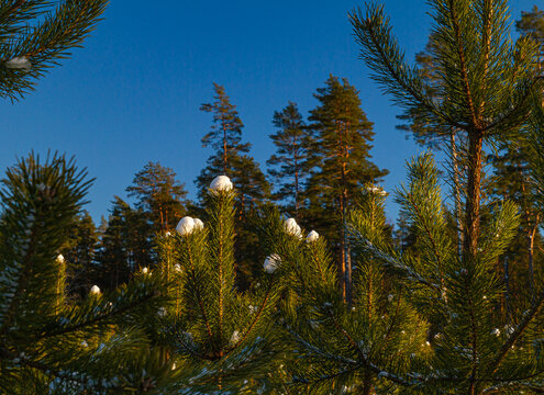 Winter forest with spruce trees in snow on a sunny day.