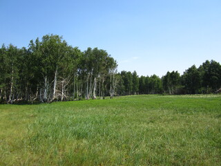 trees in the field