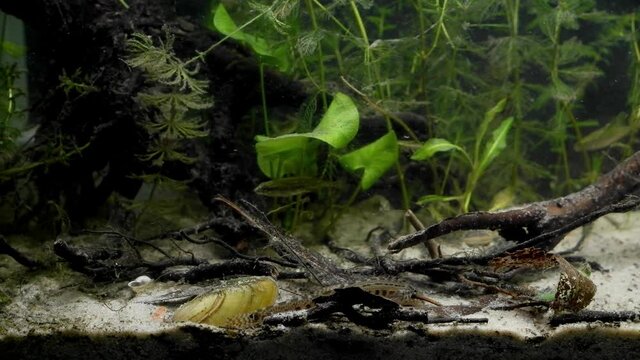 spined loach explore sand bottom and search food in European river biotope aquarium, motionless painter's mussel and ninespine sticklebacks, typical behaviour of captive fish