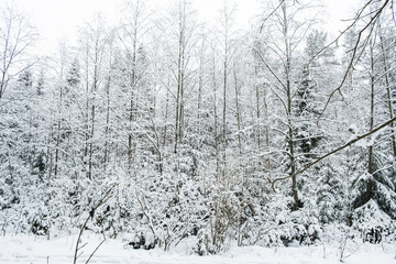 Winter forest landscape.