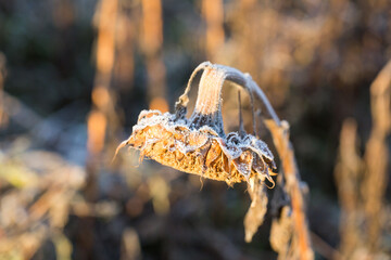 Dried sunflower covered with hoarfrost. With hanging flowerhead. Symbol for sorrow, sadness and winter.