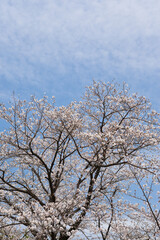 Fototapeta na wymiar 国分城山公園　青空を背景に桜 