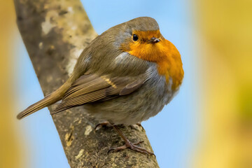A robin songbird looking for food in winter.