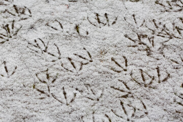 Footprints (tracks) of Grey geese and Canada geese in the snow.