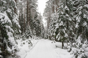 Beautiful atmospheric winter road and snow covered trees in the forest. Winter nature background.