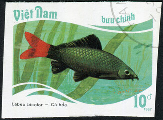 VIETNAM - CIRCA 1987: a stamp printed in the Vietnam, shows Red-tailed black shark