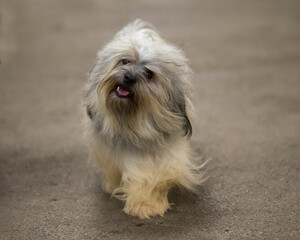 Havanese