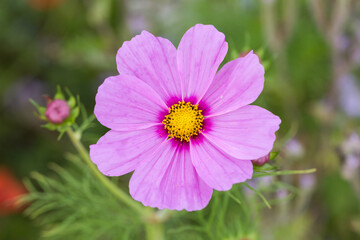 Obraz premium Close-up of a pink garden cosmos flower (latin name: Cosmos bipinnatus). Top down view.