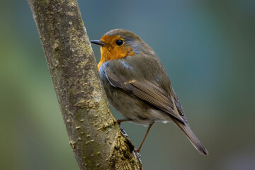 A robin songbird looking for food in winter.
