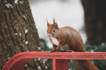 Eichhörnchen im Winter Schnee XIV - obrazy, fototapety, plakaty